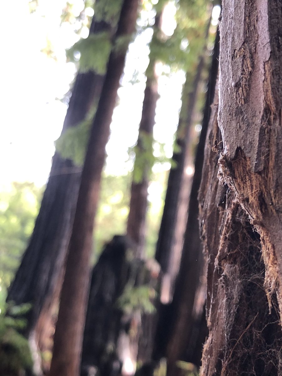 hi twitter I just got back from bossing 11 year olds around in the woods