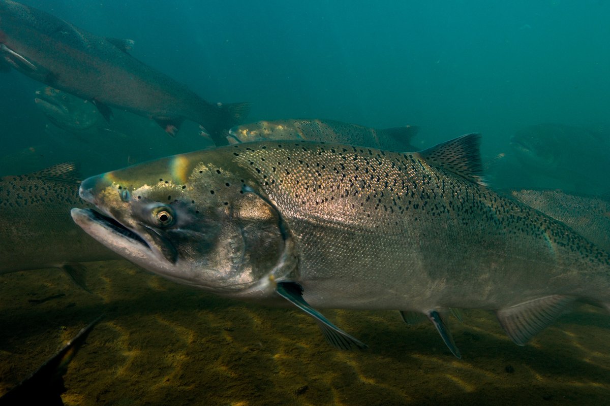 BREAKING NEWS: WA Gov. Inslee and Sen. Murray will assess Snake River dam removal. "The future of wild salmon and steelhead in the Snake River Basin depends on dam breaching," says WSC CEO Guido Rahr. "Let’s roll up our sleeves and get to work." (PC Alamy) bit.ly/3b0qYT5