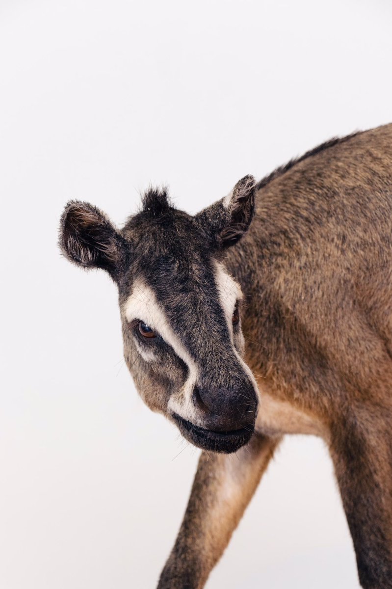 _quagga's tweet photo. Propaleothere @nhm_mainz https://t.co/hhy8yuG57U