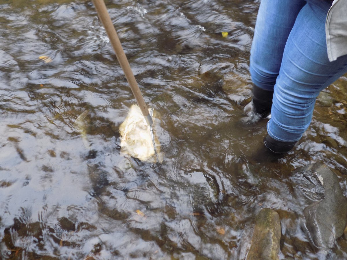 UCorvallis's tweet photo. First trip of the year for #SalmonWatch on the Alsea River. Spoiler Alert, we did see salmon on their trip to spawn. https://t.co/VcIJ33rMx4