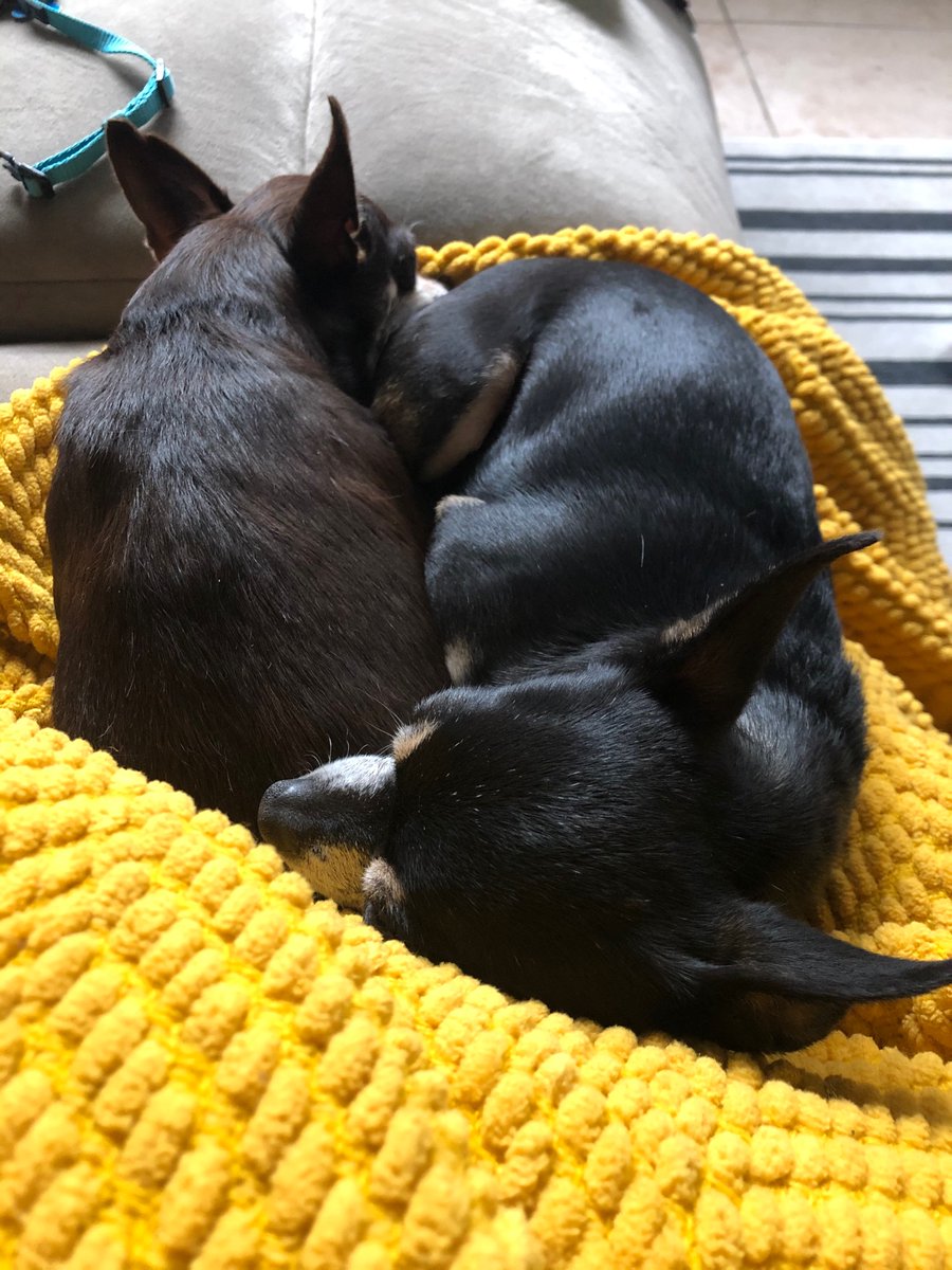NikkiMouse78's tweet photo. These awesome girls were rescued from a puppy mill where they were used as breeder dogs cycle after cycle. Now they are just couch potatoes living their best lives.   #MakeADogsDay https://t.co/tZW9o5iTzM