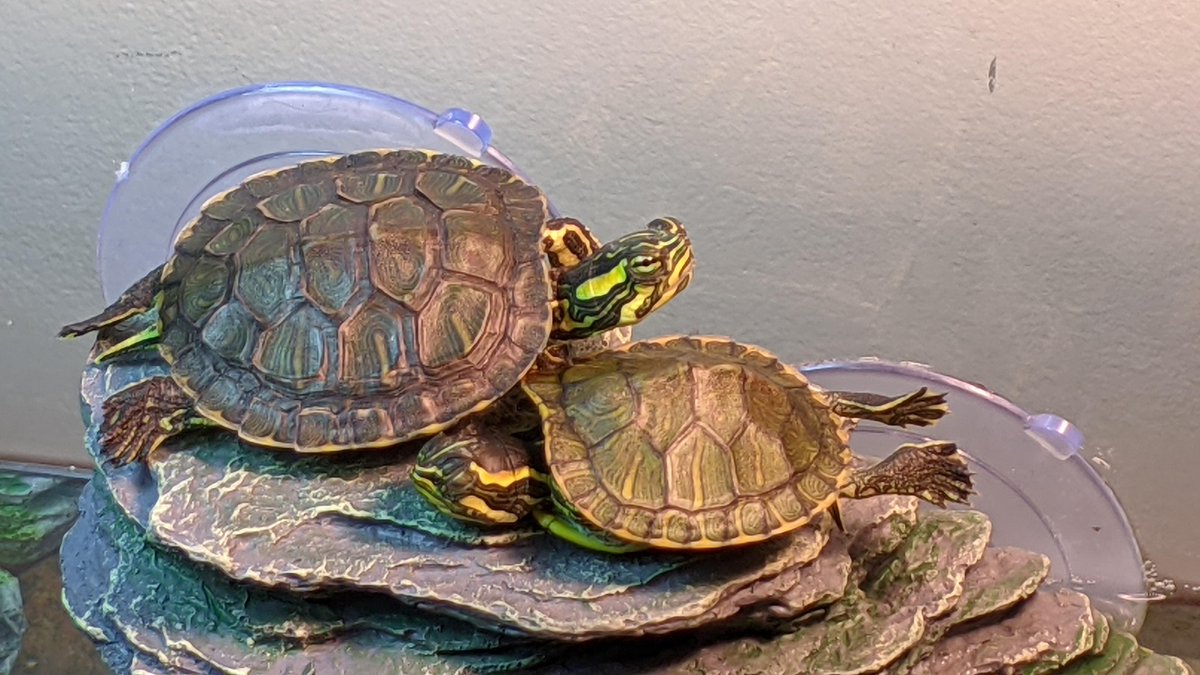 InLikeClint's tweet photo. @interne42111443 Happy Friday! #TurtleFriday https://t.co/5nGrMTHob2