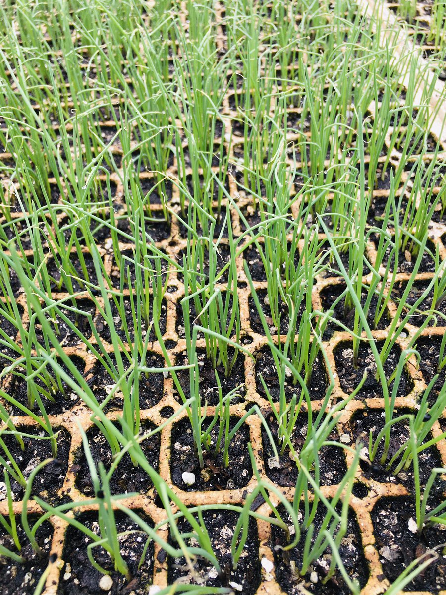 Mr20501781's tweet photo. Nzhelele Quality seedlings … follow the page on Facebook to learn more about seedlings or or inbox me on Facebook…. Nethomboni famer Emmanuel https://t.co/oQpzWY4r5H