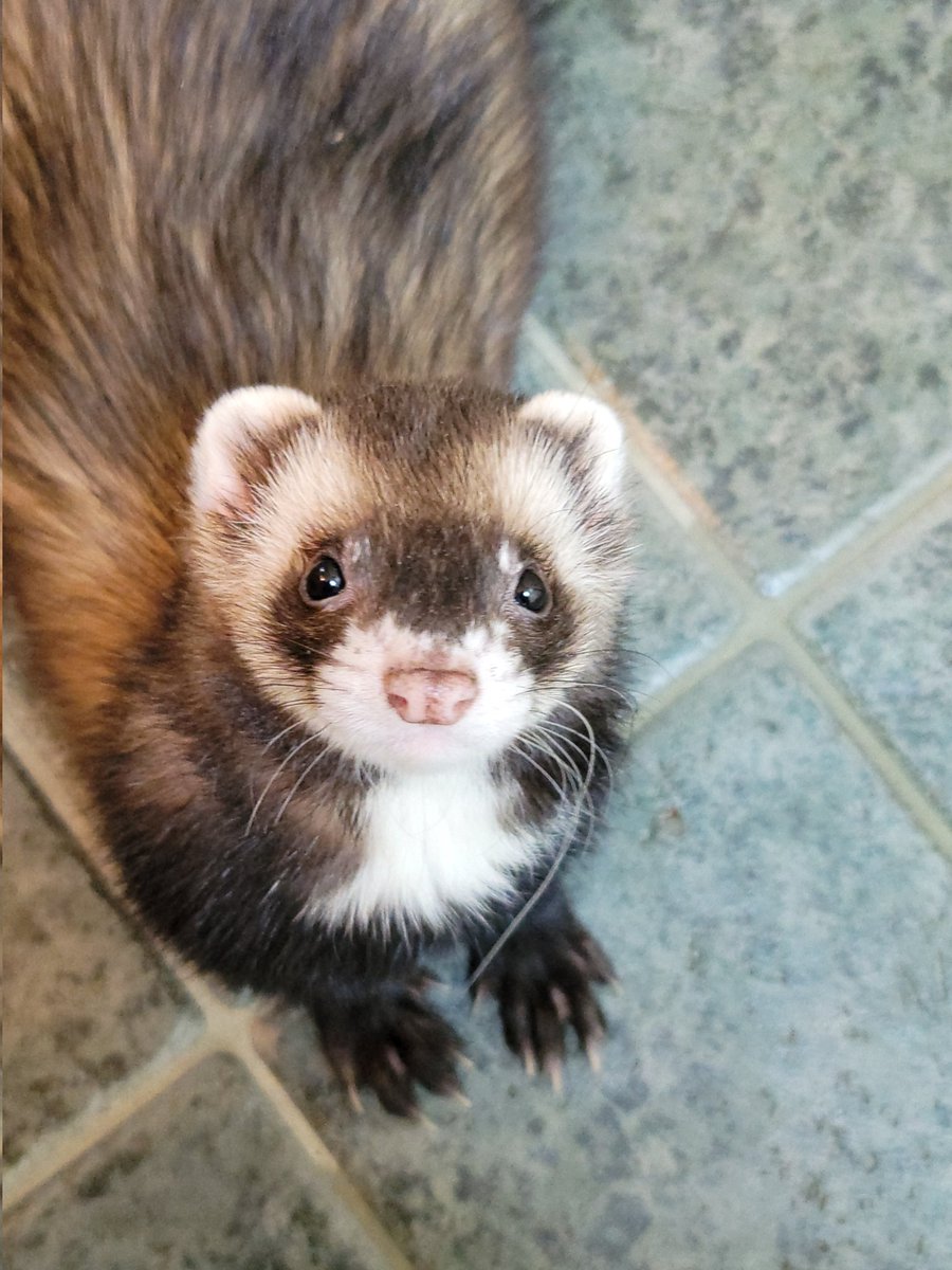 my_weasel_life's tweet photo. @Mythical @LinkNeal I'm not a rodent 😑 sorry my snacks are too extreme for you~☆
#upwithferrets #goodmythicalmorning #exceptforyou https://t.co/h2uTMRqfE2