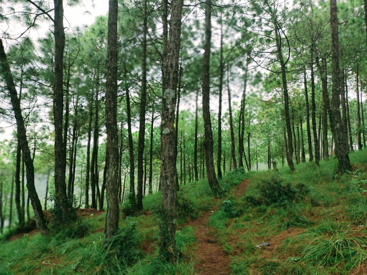 _A_Learner_'s tweet photo. And into the forest I go, to lose my mind and find my soul.
– John Muir 

#ElevatedyetGrounded 🌲🌲🌲
 #MyPals 💚☺️ https://t.co/OmpTJNCEb5