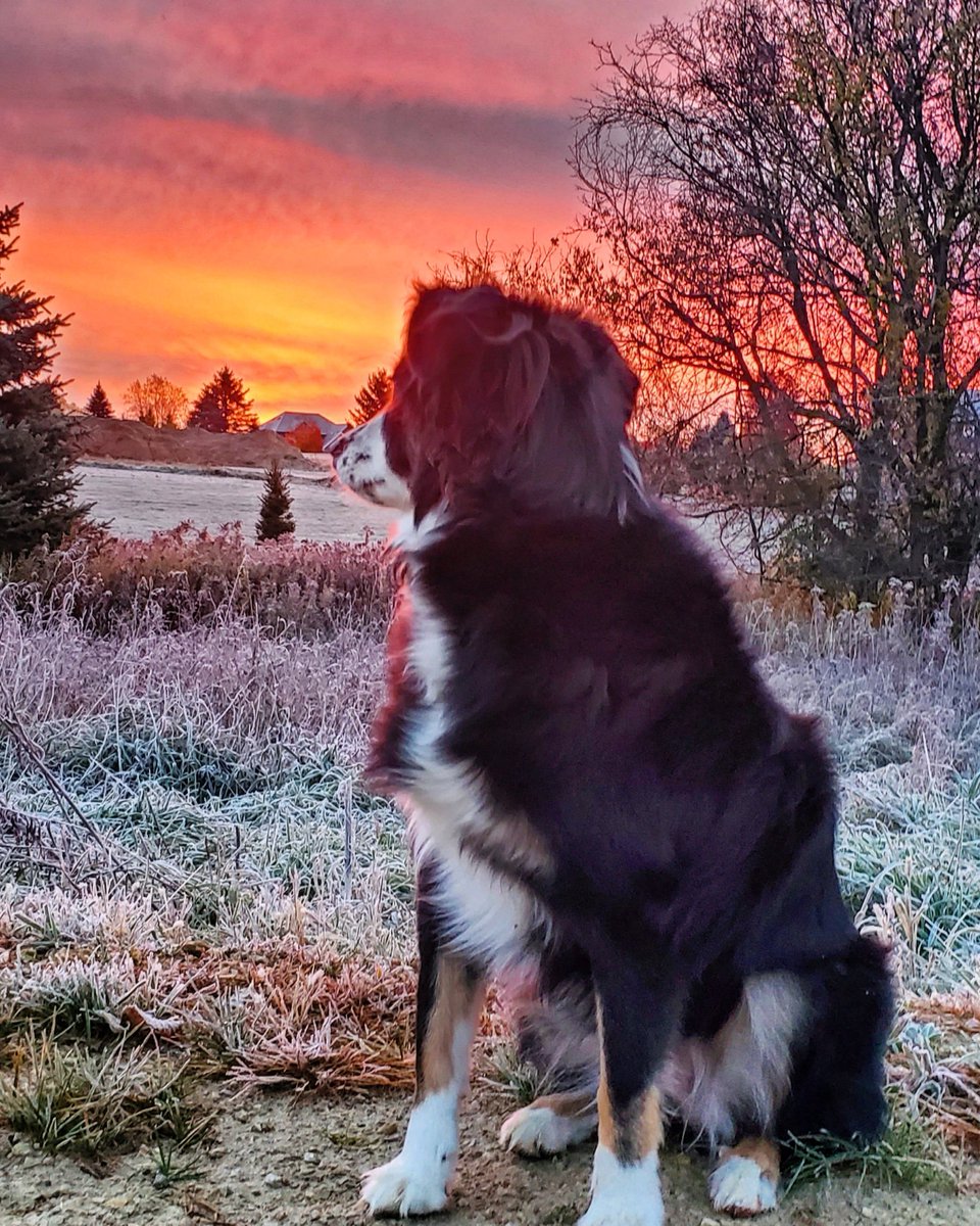 vscherger10's tweet photo. @jasonmatheson 
Good morning from Oak Grover Wisconsin! My sweet Quigley girl enjoying the sunshine this mornin'
#happyfriday https://t.co/ohDIC85B3S