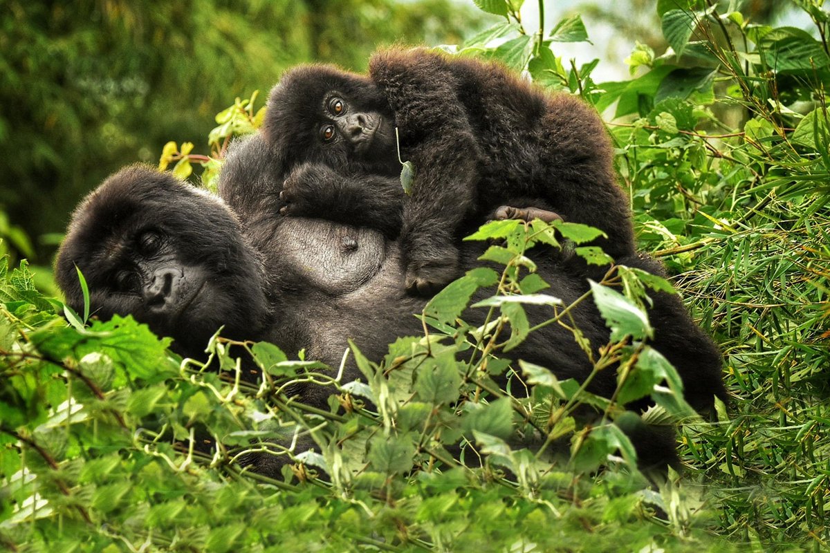 showMeRwanda's tweet photo. An exciting trip to the emerald slopes of Volcanoes National Park to meet the rare and enchanting Mountain Gorilla and Golden Monkey. The exciting Parc National de Volcans (PNV) is home to the last surviving mountain gorillas as well as the endangered golden monkey.
#visitrwanda https://t.co/zc2aFYHI0Z
