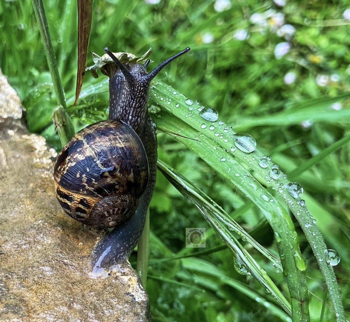 Did you know that we share an abundance of free activities &amp; weekly #nature challenges on Facebook?! This week’s challenge is all about encouraging little nature nuts to explore the natural environment in search of signs of #wildlife facebook.com/10757561782685… 

#outdoorlearning 🍂