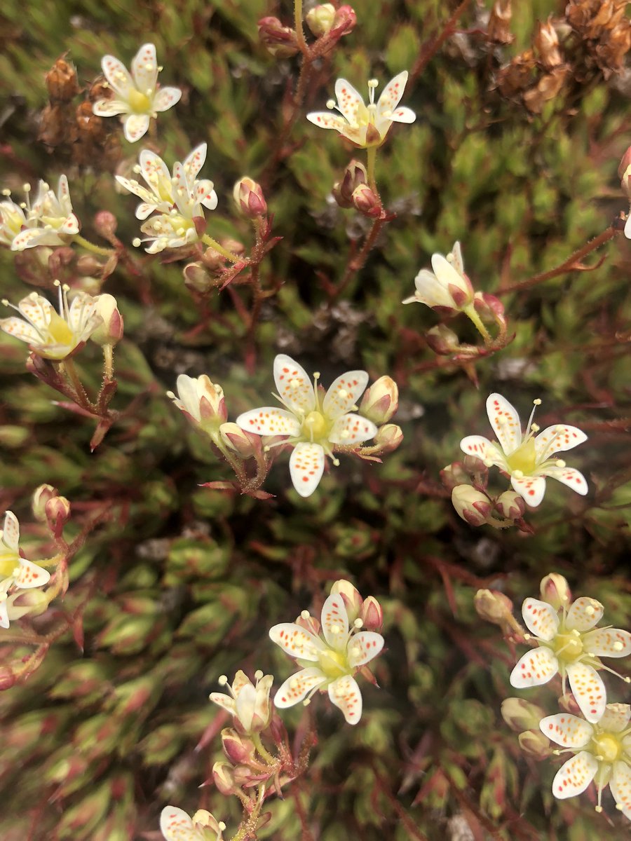 I’m obsessed with this tundra flower. It appears in all my art! Métis dot painting from today.