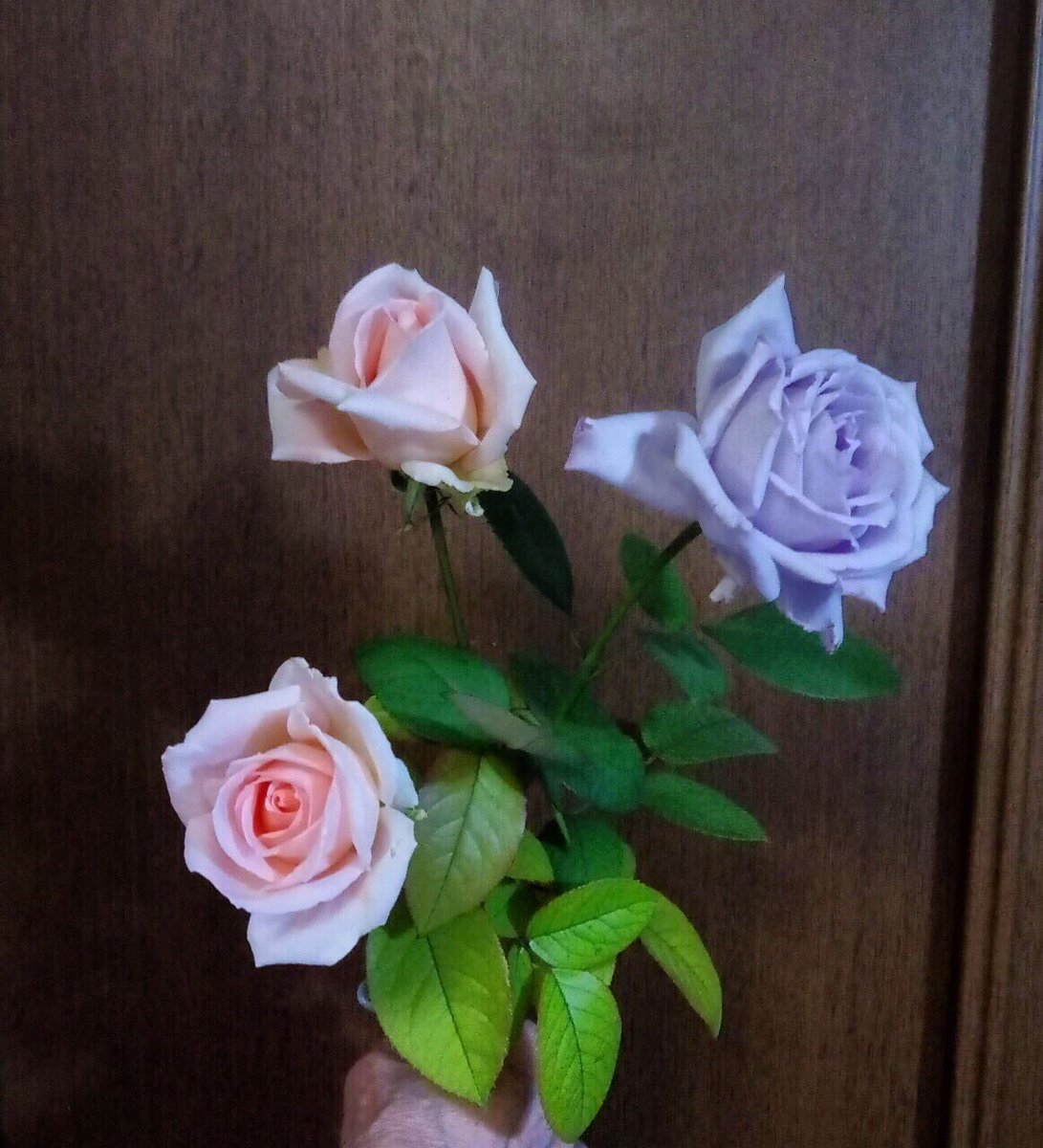 MadeInChapy's tweet photo. 今日のバラ、花が開いてきた🌹
#ROSE #roses #rosespicture #rosephoto #myrose #rosesoftwitter #pinkrose #bluerose #monrose #roźe #rosa #玫瑰 https://t.co/tKbdsI0PgE