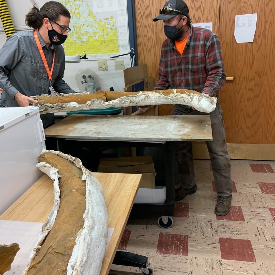 IMNH208's tweet photo. Our #paleontology collections are active & growing. Curator of Paleontology, @_gondwannabe_, accepts new material from @usbr, including awesome #mammoth tusks! We're happy new specimens are part of the permanent public trust as #RelevantResearch #collections grow #FossilFriday https://t.co/yQ4igAVz3N