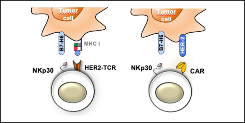 Cerwenka Lab tweet media