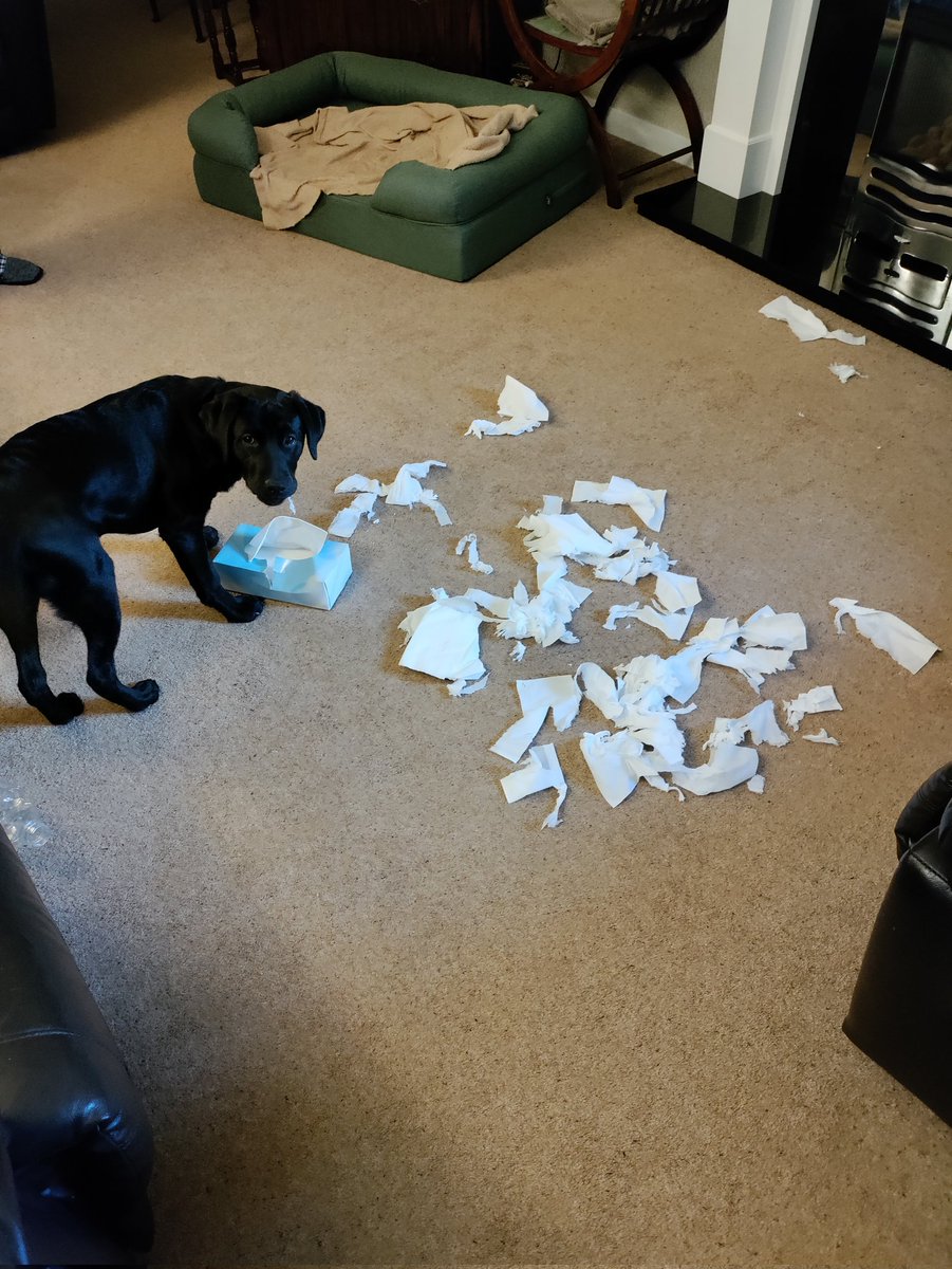 GraceHDpuppy's tweet photo. My humum says I must be honest and respectful so I have to post this. Sorry, it wasn't really my fault but someone left the tissues where I could reach! #futurelifechanger @HearingDogs https://t.co/gIlTHz0Q2f