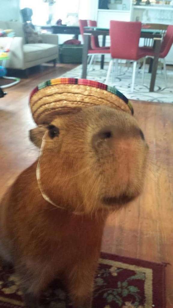 CAPYBARA_MAN's tweet photo. “u got games on your phone?” https://t.co/HPxTfmTtIl
