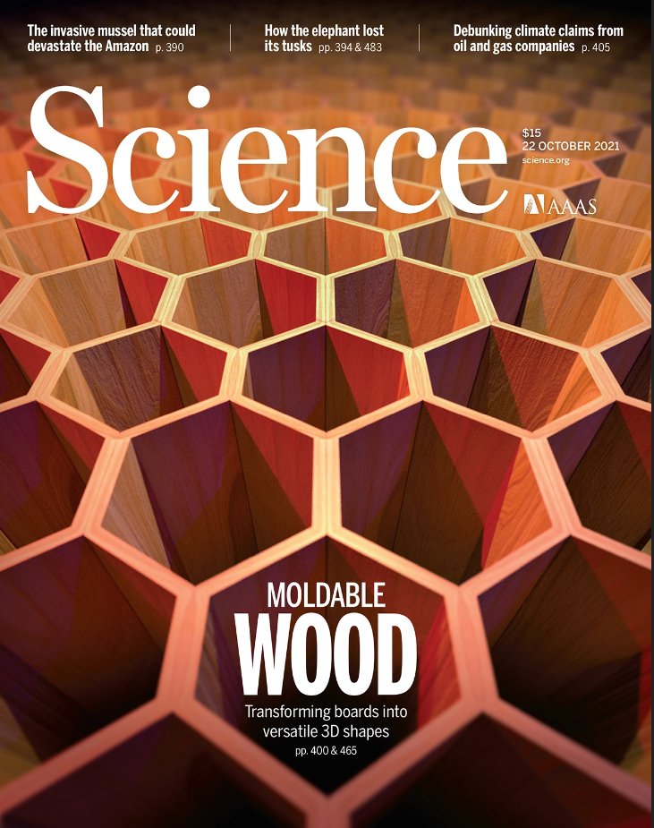 Bristol Composites Institute (@uobriscomposite) on Twitter photo Turning wood into honeycombs? We're proud to see work by Prof Stephen Eichhorn from <a href="/UoBrisComposite/">Bristol Composites Institute</a> featured on the front cover of the latest issue of <a href="/ScienceMagazine/">Science Magazine</a>!
Transforming wood boards into versatile 3D shapes - Read the full article here: science.org/doi/10.1126/sc… Turning wood into honeycombs? We're proud to see work by Prof Stephen Eichhorn from <a href="/UoBrisComposite/">Bristol Composites Institute</a> featured on the front cover of the latest issue of <a href="/ScienceMagazine/">Science Magazine</a>!
Transforming wood boards into versatile 3D shapes - Read the full article here: science.org/doi/10.1126/sc…