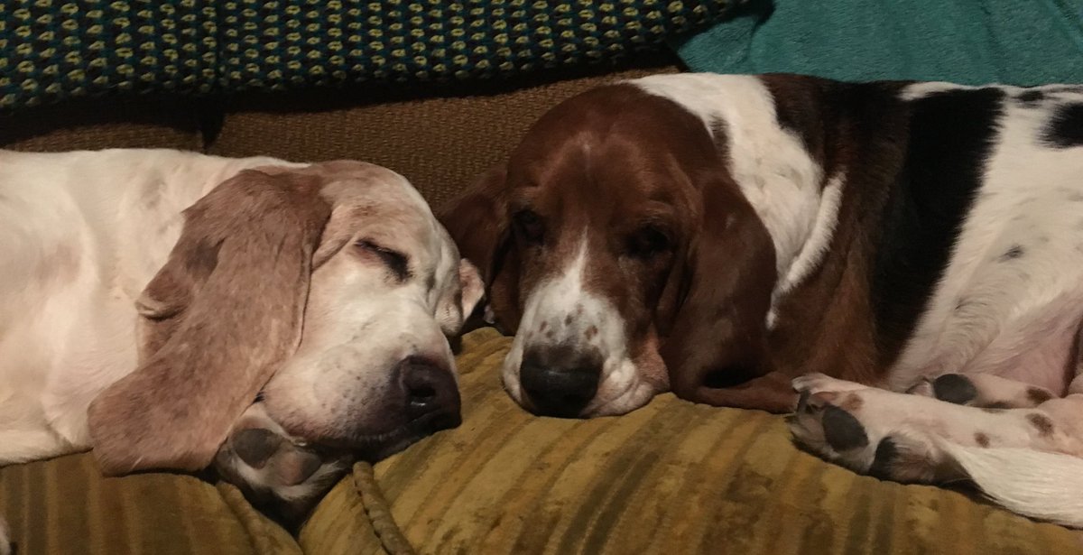 mrsthayer13's tweet photo. @CloudRiderz My sweetest Don Don and my lovely angel Molly  both earned their wings this year. We miss them every day! https://t.co/E7AJ53VbSO