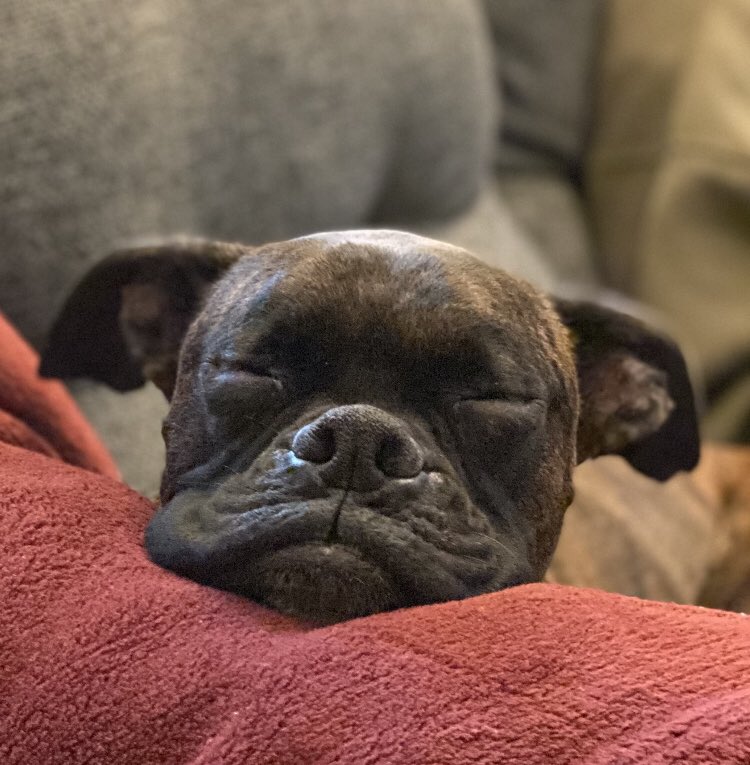 bfff802's tweet photo. #schenleyjames #boxerrescue https://t.co/KBqThpse9d