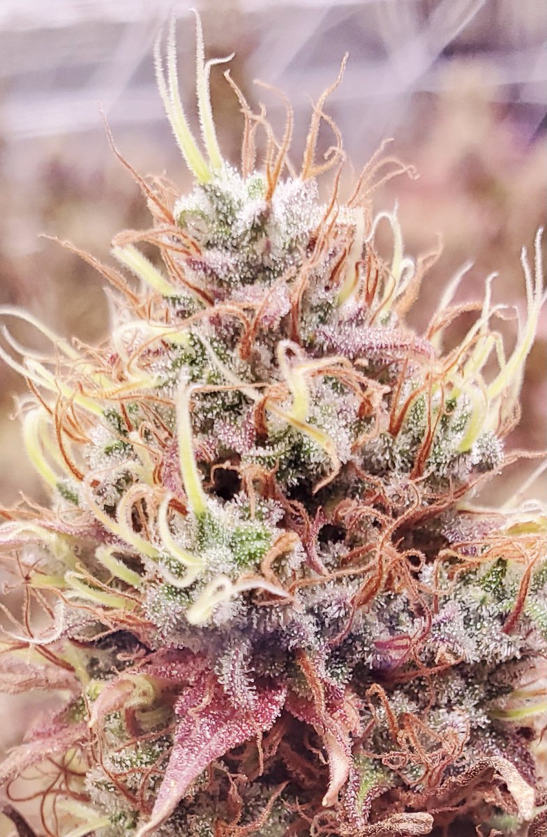 Nothing beats beautiful buds in the morning #Trichomes #Hemp #CBD #TrueindoorCBD