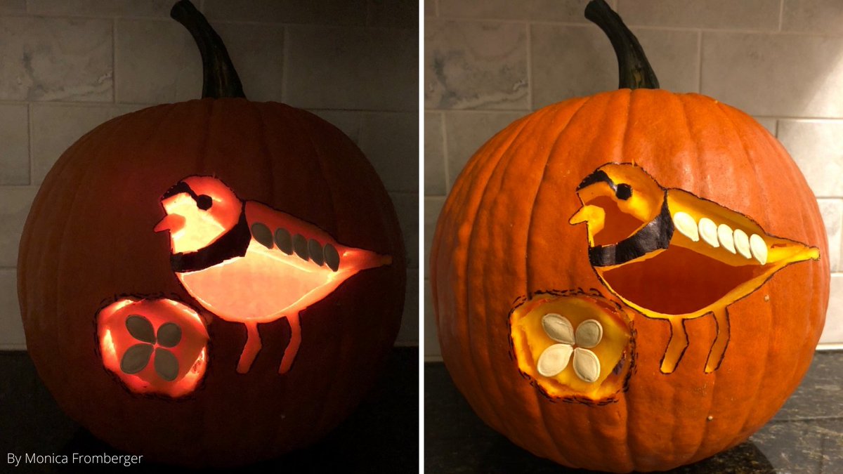 Carving a pumpkin this weekend?? Why not make a Piping Plover? 
Grab our templates here, or create an original! birdscanada.org/carve-a-piping…