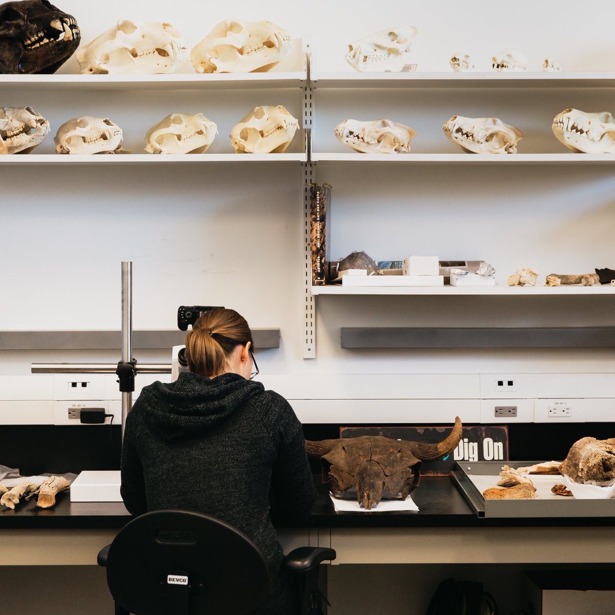 Royal Alberta Museum tweet media