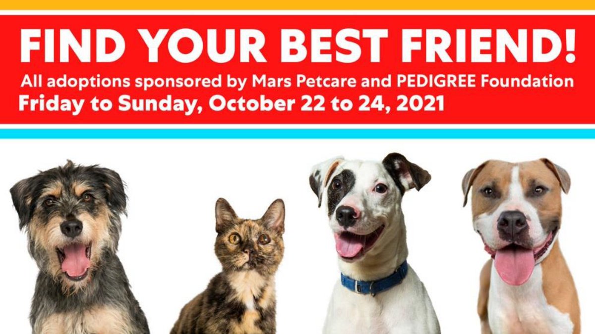 MACC Nashville (@nashanimalcare) on Twitter photo We're excited to be taking part in the #BetterCitiesForPets Adoption Weekend this Saturday & Sunday! <a href="/MarsPetcareUS/">Mars Petcare US</a> and <a href="/PedigreeFound/">PEDIGREE Foundation</a> will cover the adoption fee and provide food, coupons and more for a great start with your pet.
MORE DETAILS: bit.ly/AdoptionWeeken… We're excited to be taking part in the #BetterCitiesForPets Adoption Weekend this Saturday & Sunday! <a href="/MarsPetcareUS/">Mars Petcare US</a> and <a href="/PedigreeFound/">PEDIGREE Foundation</a> will cover the adoption fee and provide food, coupons and more for a great start with your pet.
MORE DETAILS: bit.ly/AdoptionWeeken…