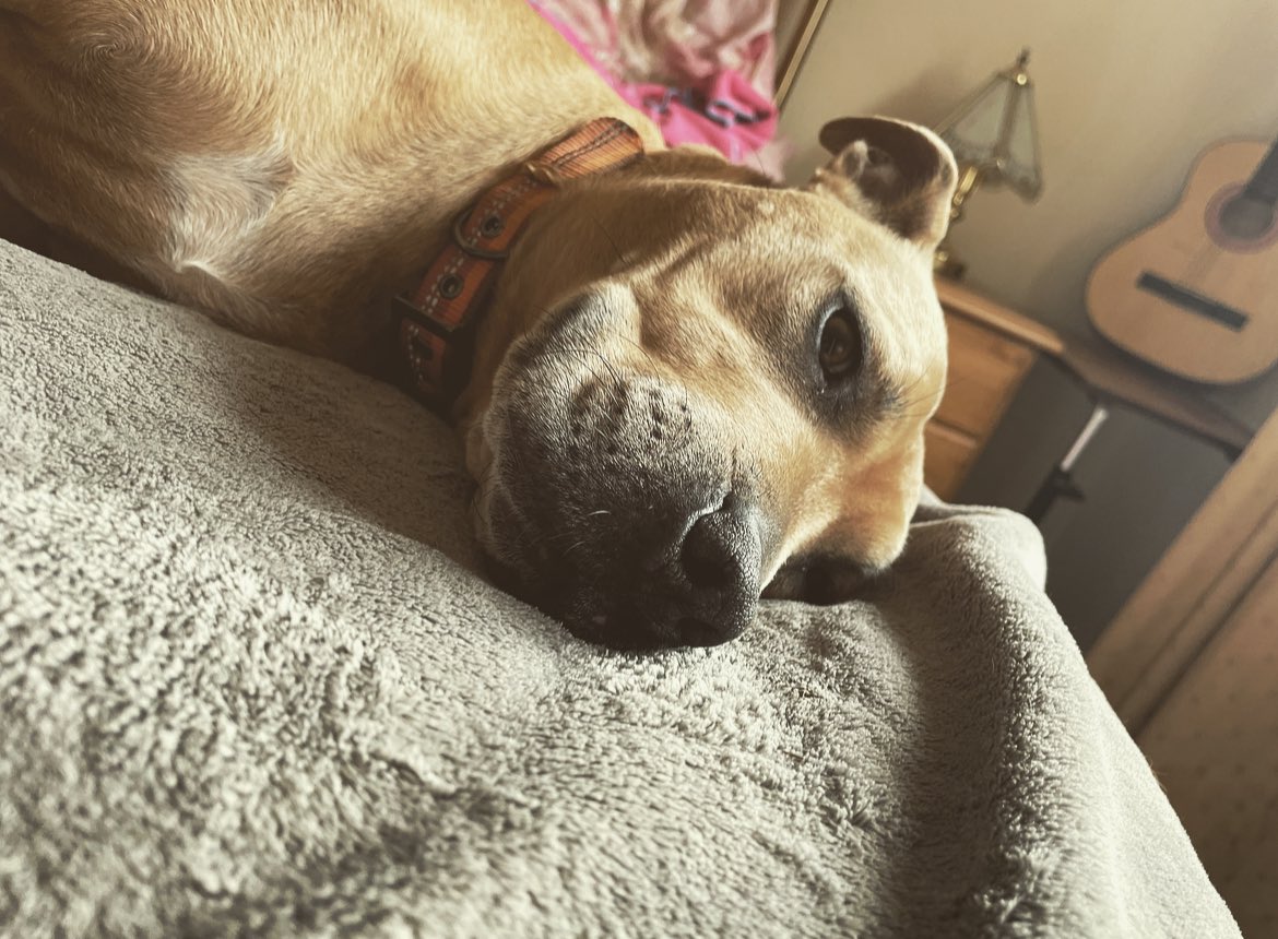 Absolutely extra zonkeroonied watching pawrent pack up all our things. Where are we going this time? I was rescued in March, we left the house in May and now it’s October and we’re off again. Send us lots of licks and kisses. I hope we’ve finally found our happy place 🏡❤️👅🐾😴