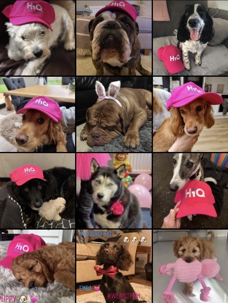 HiQAutocare's tweet photo. It's always a family affair at HiQ. Our beloved #dogsofhiq supporting #wearitpink Thank you Nuzzles, Alfie, Bonnie, Otis, Simba, Winnie, Archie,Leo,Peggy,Rio, Emba and Percy 🐾🐾🐾🎀💟 #BreastCancerAwarenessMonth https://t.co/nG4c0Sht6c