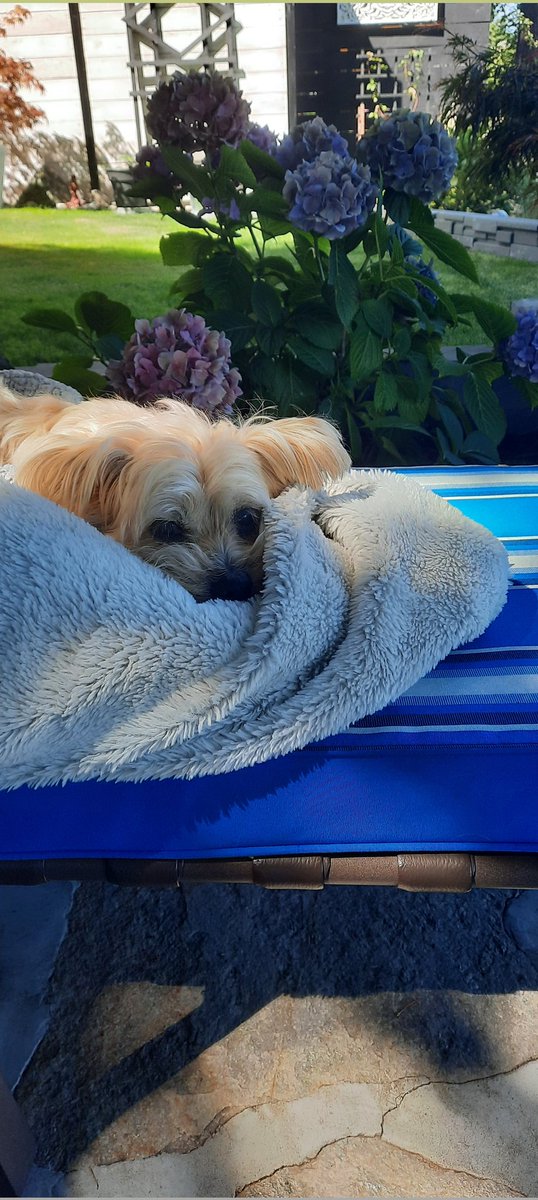 VicWaterfront's tweet photo. Even your Fur Friend will enjoy #patioliving in Victoria. Mild evenings and very few bugs are so pleasant throughout the summer. https://t.co/7sstsfZcnL
#Phoenix #houstontx https://t.co/zF7dExWNUS