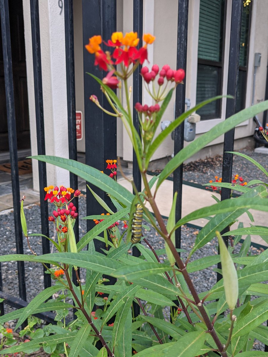 ityogini's tweet image. Finally have Monarch larvae!