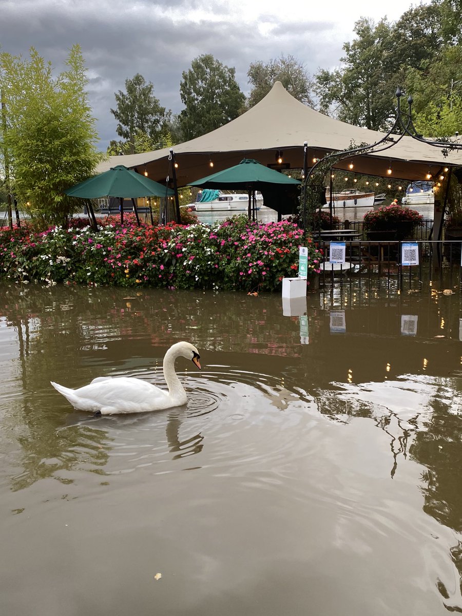 _TheWhiteSwan's tweet photo. The White Swan 🦢 https://t.co/d8HJCRlc9N