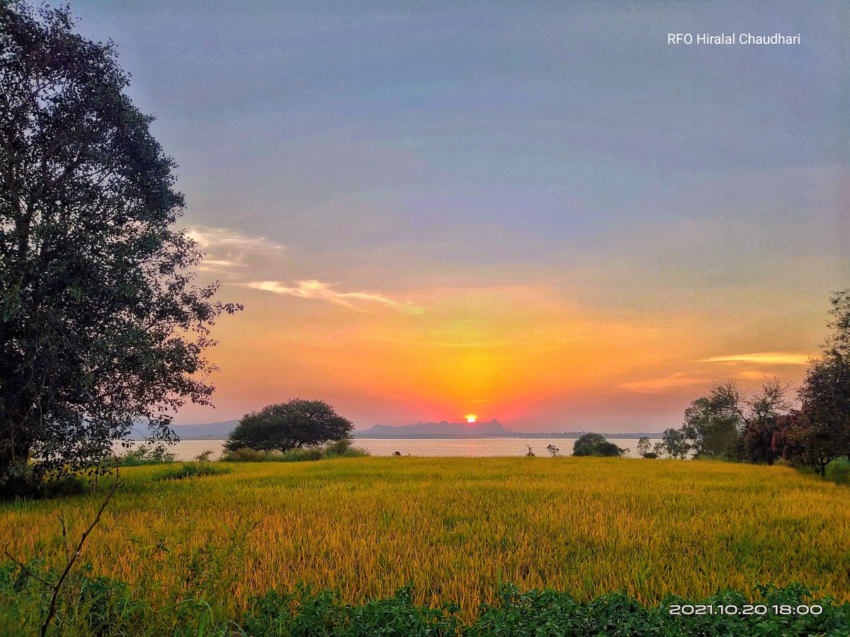 rfochaudhari's tweet photo. 'सुवर्णक्षण'- भात कापणीला आलाय त्यामुळे भा��ाचे शेत पिवळसर झालेत आणि त्यावर मावळत्या सूर्याची सोनेरी किरणं, संपूर्ण माहोलच सुवर्णमय करताय. या सुवर्ण आसमंतासारखिच आपणा सर्वांची येणारी दिवाळी सोनेरी, सुख-समृद्धीची, आरोग्यदायी व आनंदाची होवो हिच सदिच्छा���🐾🏮
#Dipawali2021 #festival https://t.co/zMWF6QcQy2