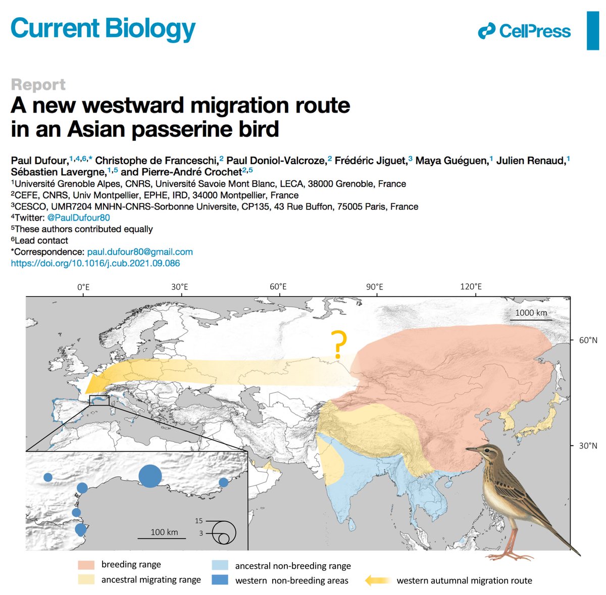 Here it is! I'm super excited to share our Richard's Pipit story just released in @CurrentBiology. 3 years ago, we started to monitor this enigmatic species in S France and here are the first results (and first tracks 🥳): tinyurl.com/3kmf9fpc Some details in this thread. 1/