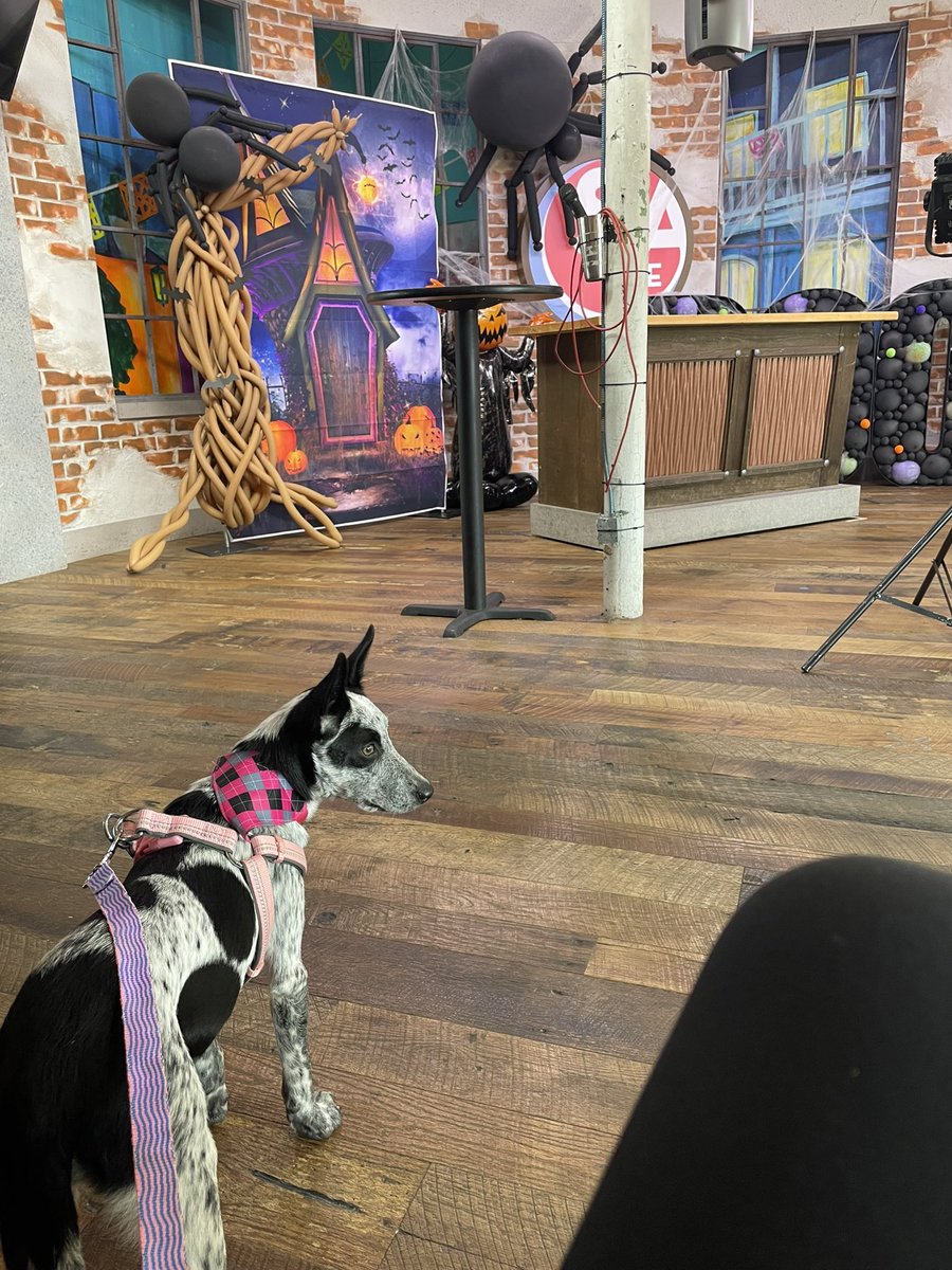 HSNBApets's tweet photo. Diana is very excited to be Pet of the Week today! #SAlive https://t.co/2bCRTquawm