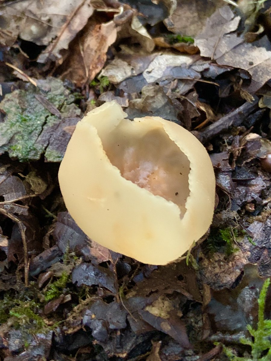 One of many Puffball #fungi glowing in the afternoon sun and a Yellowing cup amongst leaf litter at Ebernoe woods #Sussex