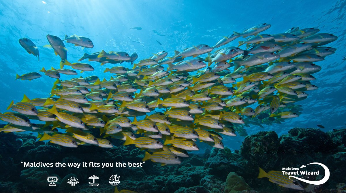 MvTravelWizard's tweet photo. Clear waters with an abundance of sea life, nowhere else but Maldives.

📸@innahura 

https://t.co/54gHJHo2SF

@visitmaldives #visitmaldives #maldivestravelwizard  #maldives #colorful #sun #sea #ocean #islandlife #resort #holiday #vacation #paradise #photography #underwater #fish https://t.co/F0m9l54QOu