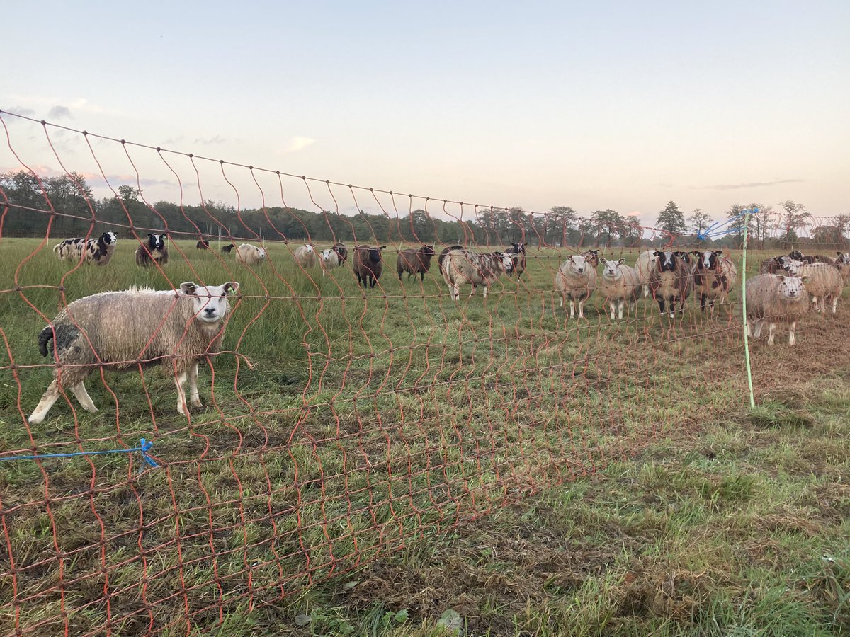 LennardJasper's tweet image. Deze schapen gehouden binnen het leefgebied #wolf gaan veilig de nacht in, omdat de veehouder wolfwerende maatregelen heeft genomen via de gebiedscommissie preventie wolvenschade @provgelderland met behulp van oa. @fencing_wolf. Preventie is belangrijk. @BIJ12nl @WolvenInNL #Wolf
