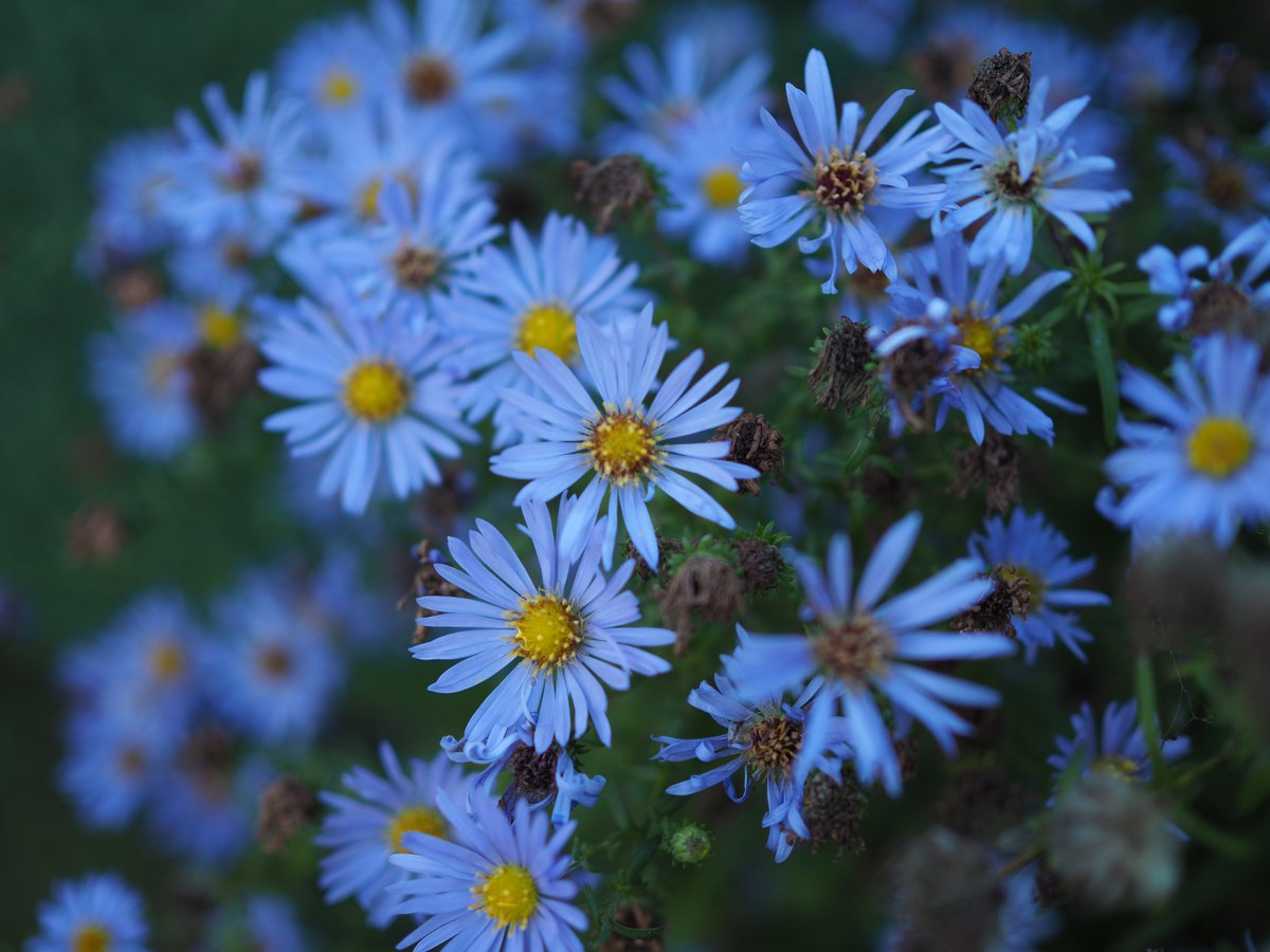 Four_story's tweet image. The cool light and elegant decay of #OctoberDays