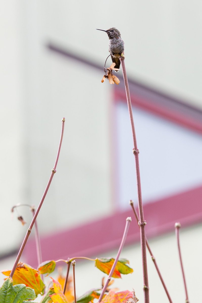 guyeatsoctopus's tweet photo. Teeeeeny humming birbs. Saw these little guys out near @seattlerep
#hummingbird #hummingbirds #birb #fall #autumn #october #seattle #seattlecenter #seattlerep #wildlife #wildlifephotography #canon #5dmarkiii #70200mm #teeny #BirdsSeenIn2021 #birds #leaves #feathers https://t.co/zBdCNDpnkX
