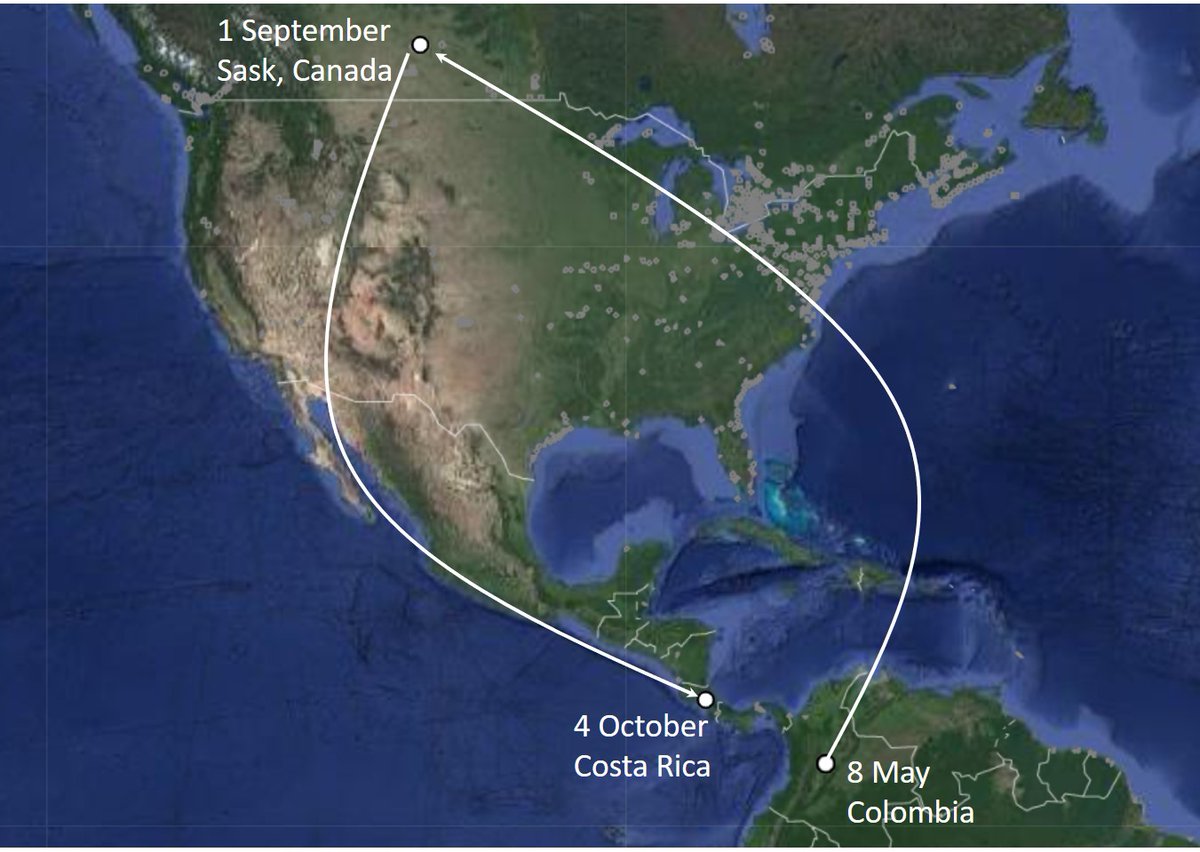 selvaorgco's tweet photo. Featuring #motusmagic, an Eastern Wood-Pewee tagged in a Colombian coffee farm in May, pinged a tower in Sask, Canada in September, then flew over another coffee farm in Costa Rica in October, the farm managed by our collaborator Proyecto Cerulea (https://t.co/PZnmgifOhv)! https://t.co/Ol0z7UZg00