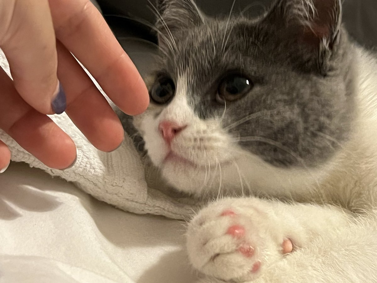 dogtorpatinhas's tweet photo. É DE PELUXE, É DE PELUXE OU NON O VE? https://t.co/hP8gPuqkGh