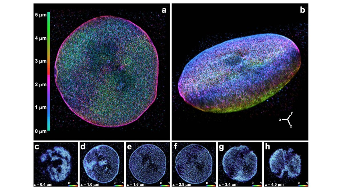 NikonInst's tweet photo. Want to get up to speed on #superresolution single molecule localization #microscopy #SMLM techniques such as STORM and DNA-PAINT? Our #MicroscopyU article takes a deep look at this subject, including imaging probes and buffer systems: https://t.co/38cs88JsD7 https://t.co/1V6iq2B4rZ