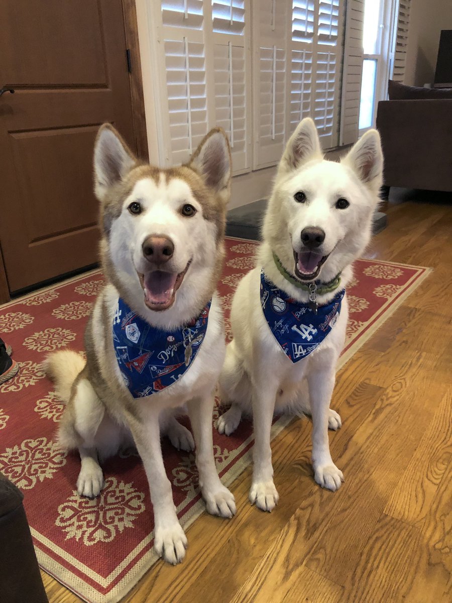 MsTiffanyYen's tweet photo. This is Casper and Cooper, two huskies rescued and adopted. We got Casper in 2020 and Cooper in 2021. They like to shed canine confetti all over my house but we wouldn’t have it any other way. #MakeADogsDay #SubaruLovesPets #SubaruDogs https://t.co/EwLROKUqIq