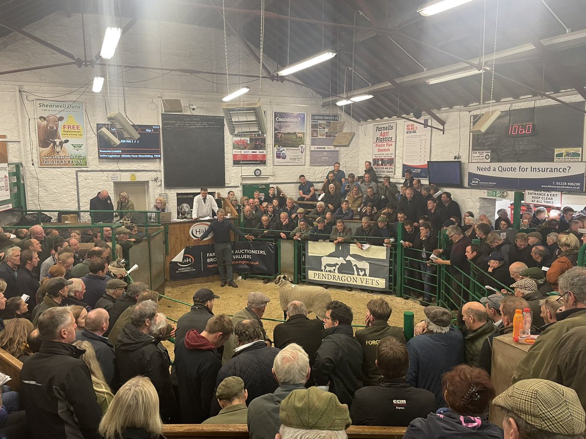 herdyshepherd1's tweet photo. Kirkby Stephen tup sales 

Best book review yet, from an old farmer 

“Read your book. Got through the environmental shit in the middle and got to the end. Was alright lad.” https://t.co/PyuzX6rYU9