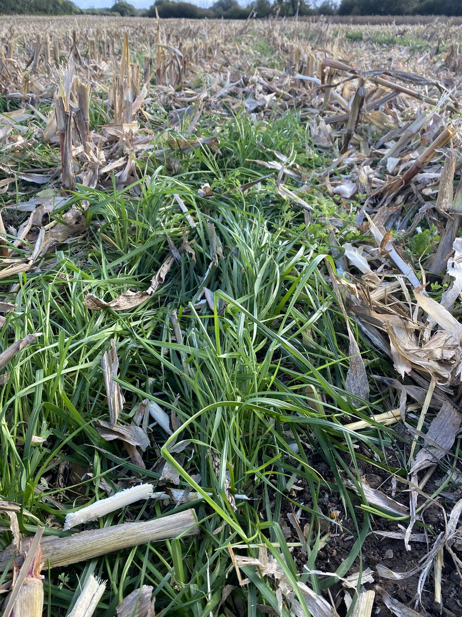 gaff1wiz's tweet image. Grass undersown in grain maize making travelling conditions a little better and now ready for some sheep grazing. #soilprotection