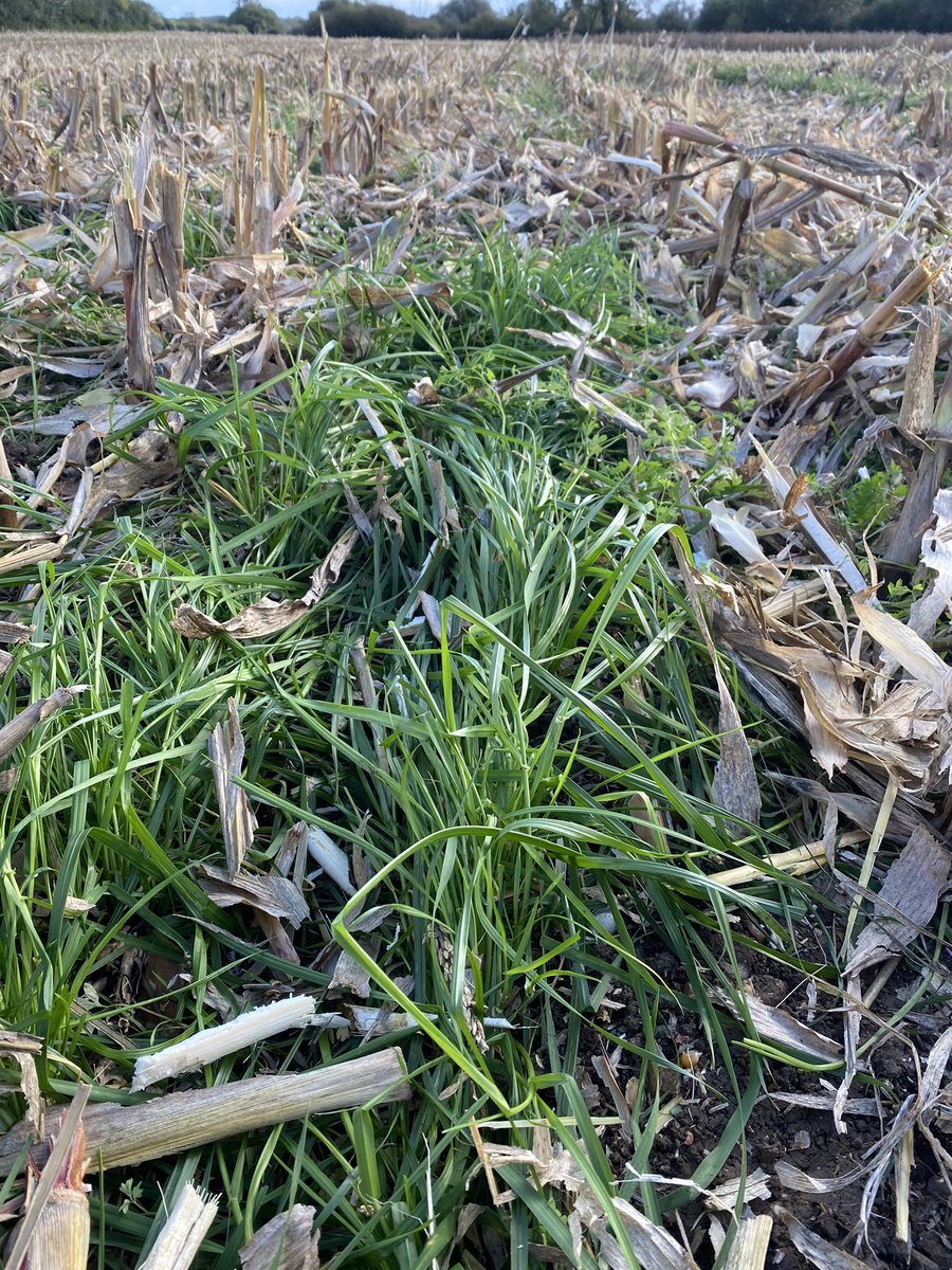 Grass undersown in grain maize making travelling conditions a little better and now ready for some sheep grazing. #soilprotection