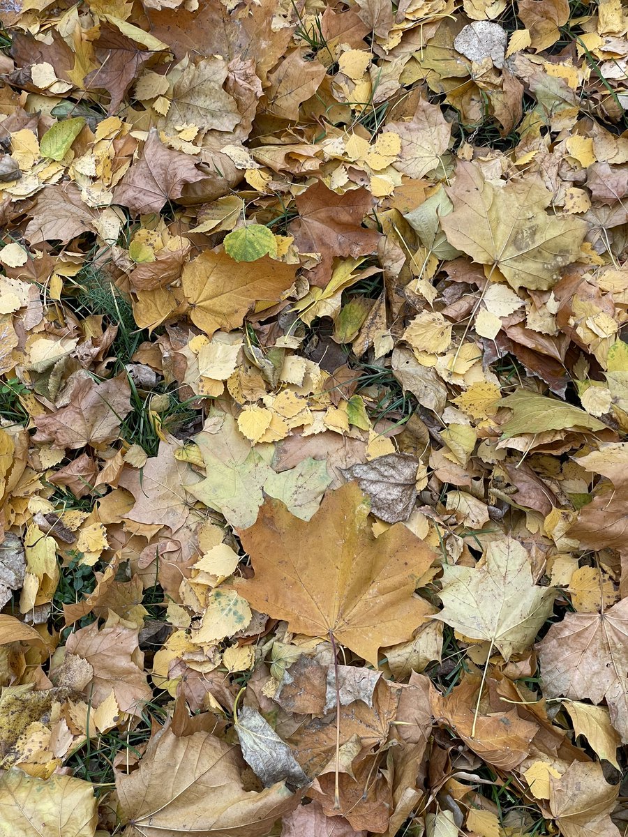 Oalflasii's tweet photo. Autumn in Moscow 🍁 https://t.co/njrRfuQoHS
