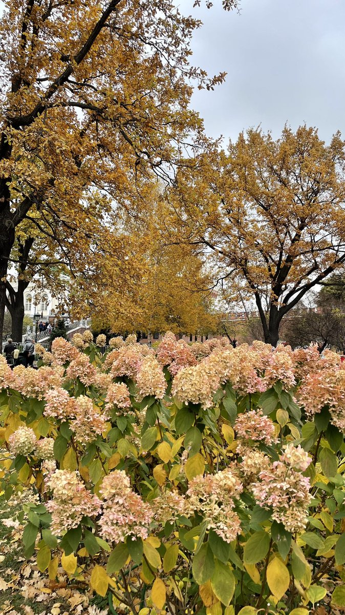 Oalflasii's tweet photo. Autumn in Moscow 🍁 https://t.co/njrRfuQoHS