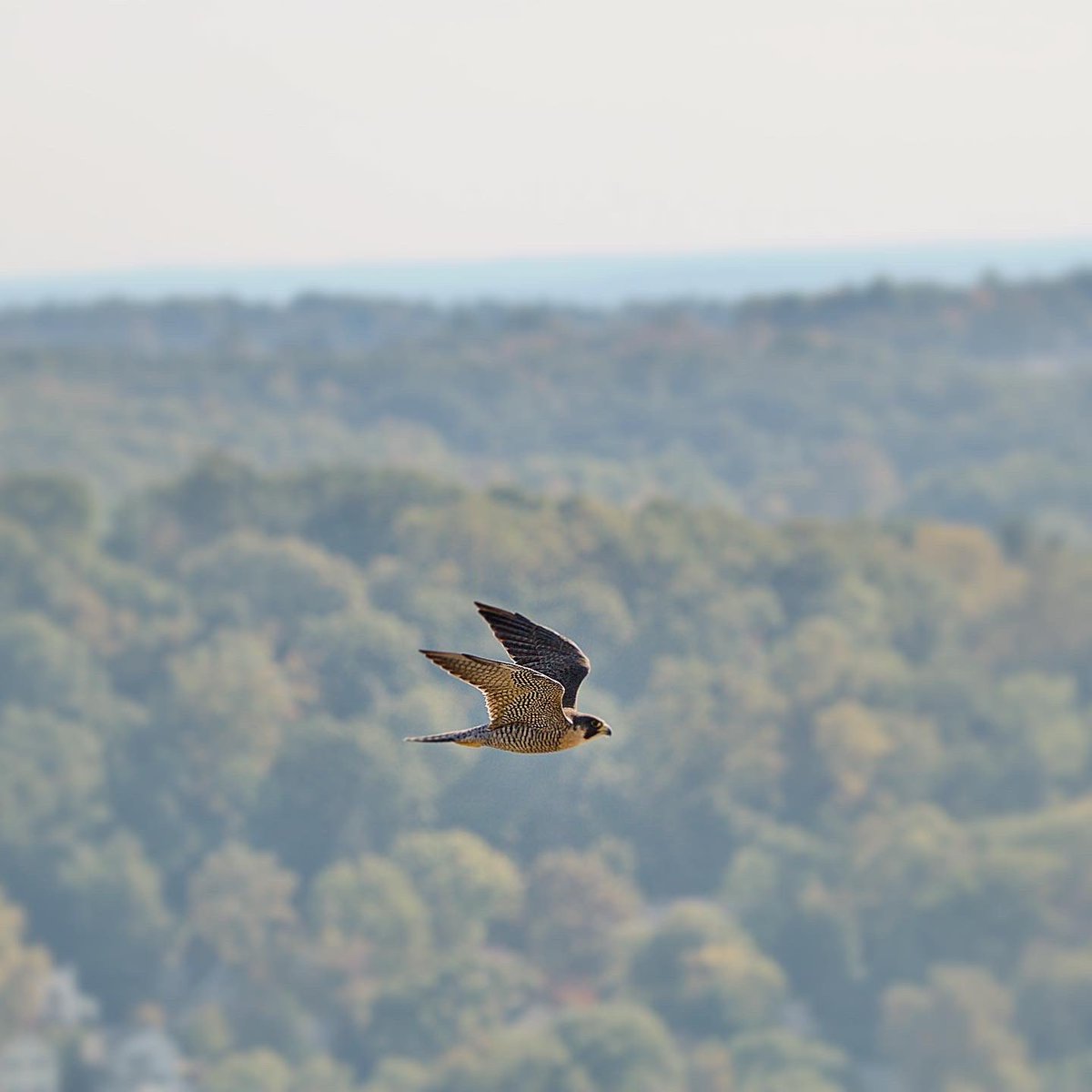 stevefrenchvo's tweet photo. Flight on a Friday
#peregrinefalcon
#peregrine
#statelinelookout
#audubonsociety
#birding
#birdwatching
@audubonsociety https://t.co/mL0U5kp5cY