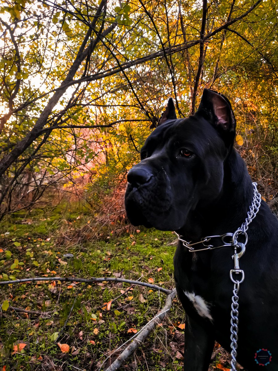 MariaMGHx's tweet image. KRATOS The Corso. 🦍🦍🦍
22/10/2021
#barkpost #bestwoof #buzzfeeddogs #doglover #dogmodel #dogsdaily #dogsforlife #meowsandwoofs #pawsome #pupfluencer #ruffpost #thewoofdaily #topdogphoto #quarantinedogs #dogmom #petofinstagram #petoftheday #petscorner #canecorso #kratosthecorso