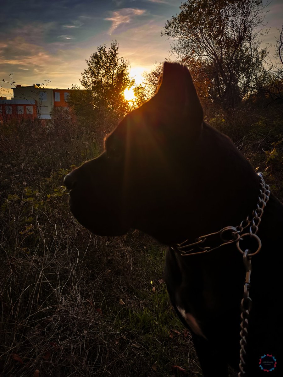 MariaMGHx's tweet image. KRATOS The Corso. 🦍🦍🦍
22/10/2021
#barkpost #bestwoof #buzzfeeddogs #doglover #dogmodel #dogsdaily #dogsforlife #meowsandwoofs #pawsome #pupfluencer #ruffpost #thewoofdaily #topdogphoto #quarantinedogs #dogmom #petofinstagram #petoftheday #petscorner #canecorso #kratosthecorso